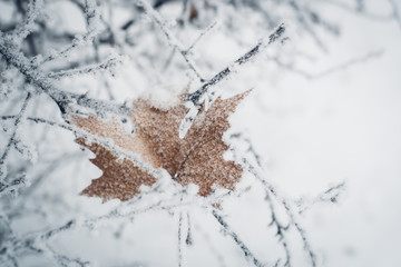 Brown leaf covered with frost stuck between branches of bush