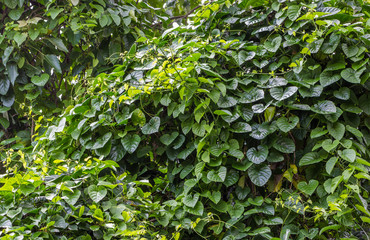 Fundo com folhagem verde.