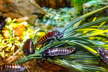 exotic animal insect cockroach Madagascar