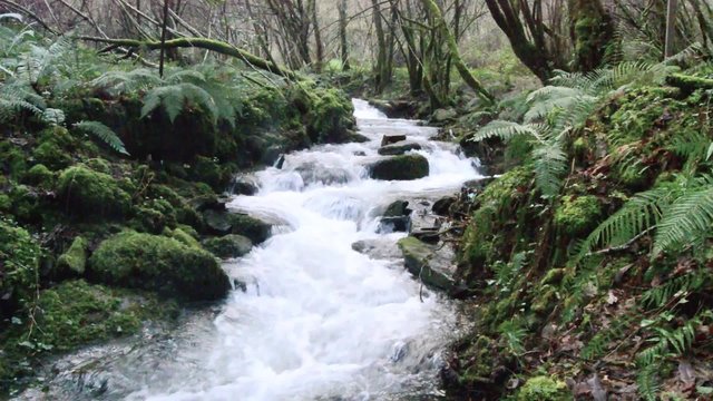 Rio Eifonso, Vigo