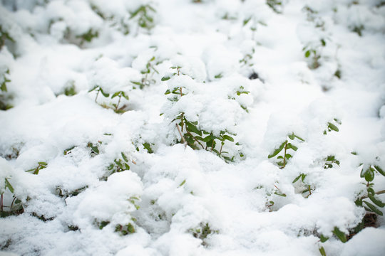 Grass covered with snow in winter forest. Selective focus. Toned