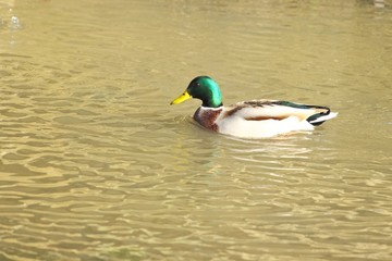 Fototapeta premium Mallard in water