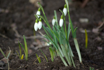 Spring snowdrop flowers