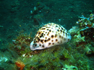 Tigermuschel