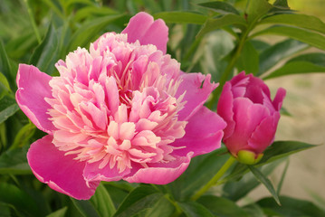 Peony in the garden