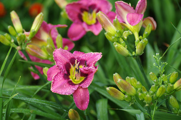 Daylily in the garden