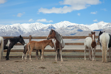 A herd of horses