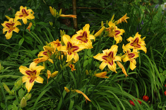 Fototapeta Daylily in the garden