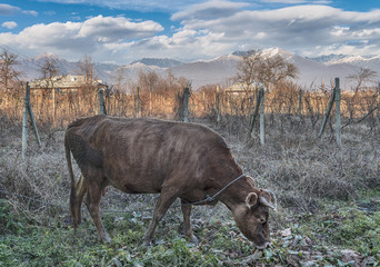 A cow grazes in a vineyard on the background of the mountains.