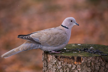 Eurasian collared dove (Streptopelia decaocto) eating sunflower seeds on a forest tree stump. Stocking up for harsh winter days.