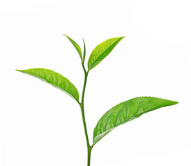 green tea leaf isolated on white background