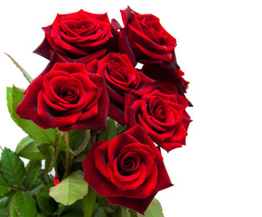 Fresh Red roses