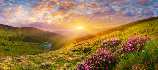 Flowers in summer mountains