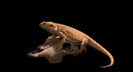 Pogona vitticeps on Black background