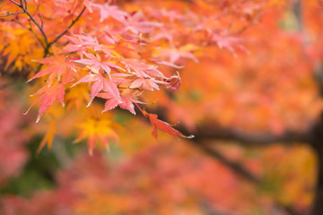 Naklejka na ściany i meble Red leaves in autumn,Red maple foliage