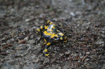 Fire Salamander on the trail in the forest
