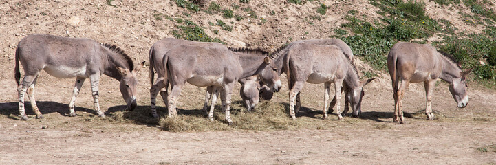 Herd of Somali wild asses