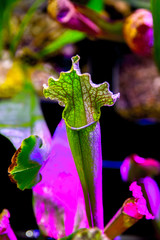 plants carnivorous flower sarracenia exornata