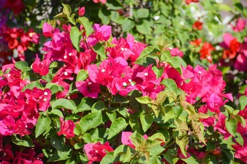 pink Bougainvillea flower in nature garden