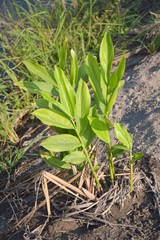 Obraz premium green ginger tree in nature garden