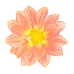 Orange Dahlia Isolated on white background