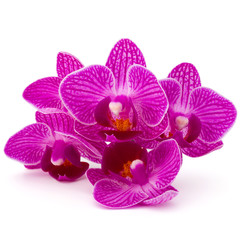 Fototapeta na wymiar Orchid flower head bouquet isolated on white background cutout