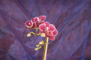 Orchids in the Studio