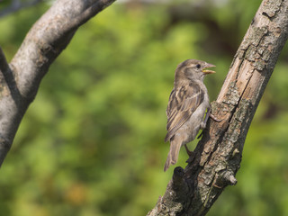 Sparrow bird in a tree