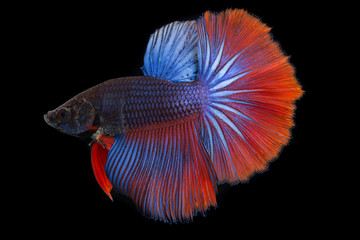 Thai fighting fish