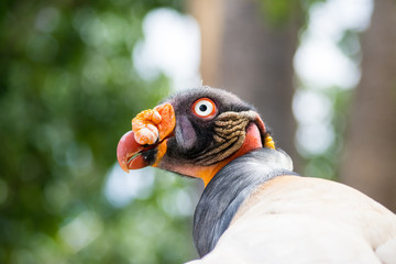 King Vulture - Sarcoramphus Papa