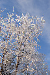 Birch in the snow against the blue sky