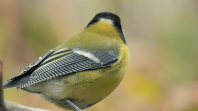 Great Tit, Parus Major 