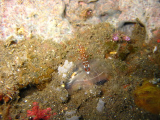 Fototapeta na wymiar Shrimps
