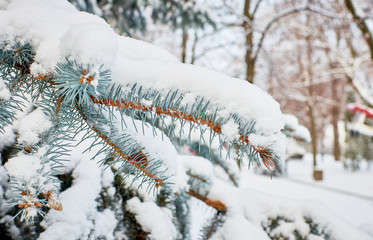 winter time in a park on a frosty day