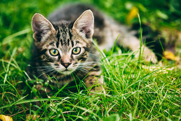 Naklejka na ściany i meble Playful Cute Gray Cat Kitten Play In Grass Outdoor