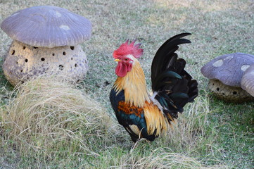 hen,rooster, nature, bird, animal,