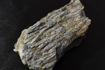 fossilized tree bark Clubmoss part