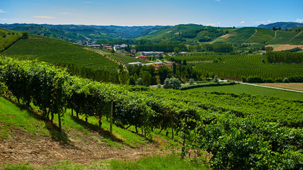 Fototapeta na wymiar Chianti vineyard landscape 