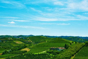 Chianti vineyard landscape 