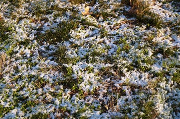 Grass peeking out through the first snow fall of winter