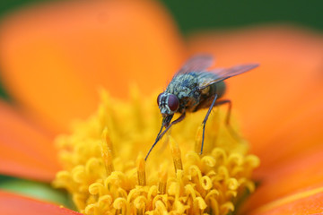 Fliege auf Blüte