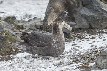 Southern Giant Petrel.
