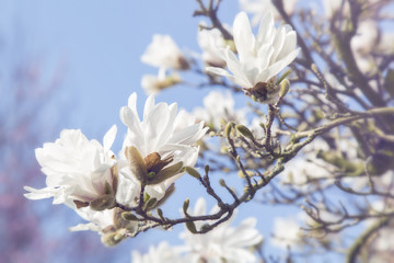 Magnolienbaum Zweig mit Blüten