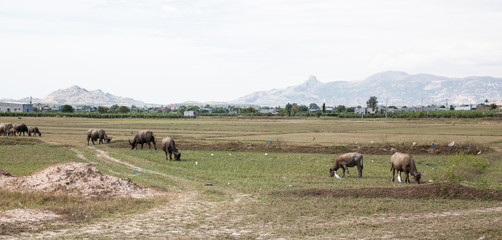 Wasserbüffel in Vietnam