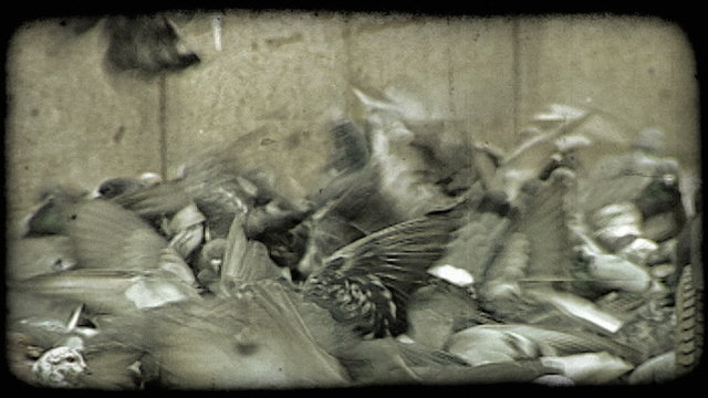 Feeding Pidgeons. Vintage stylized video clip.