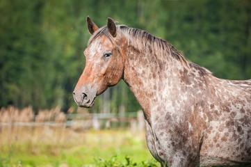 Fototapeta premium Portrait of beautiful appaloosa horse in summer