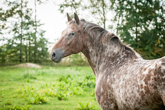Beautiful appaloosa horse looking back