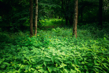 Summer Green Deciduous Forest Trees with Nettles