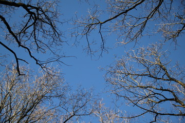 Kahle Baumkronen unter blauem Himmel
