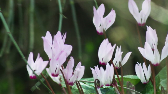 Stock Video Footage of purple and white flowers in the breeze shot in Israel at 4k with Red.